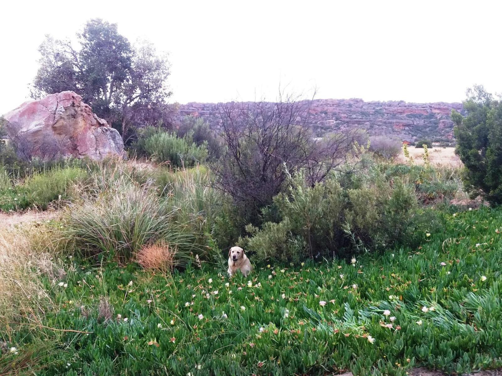 Alpha Excelsior Guest Farm Villa Clanwilliam Kamer foto